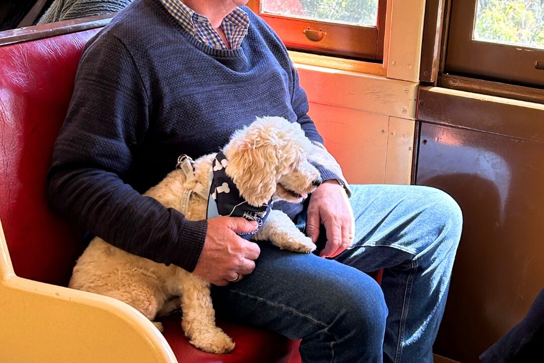 Dogs on Board Adventure