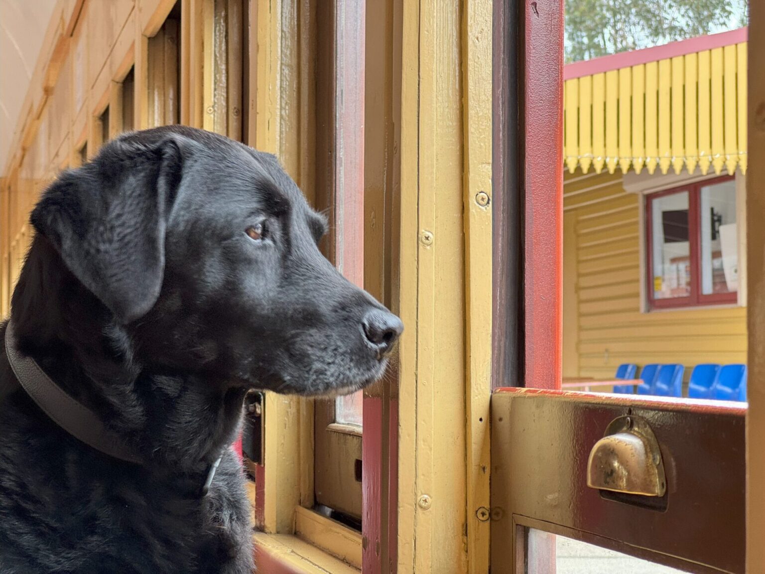 Close up of a black Labrador dog looks out train window to railway station