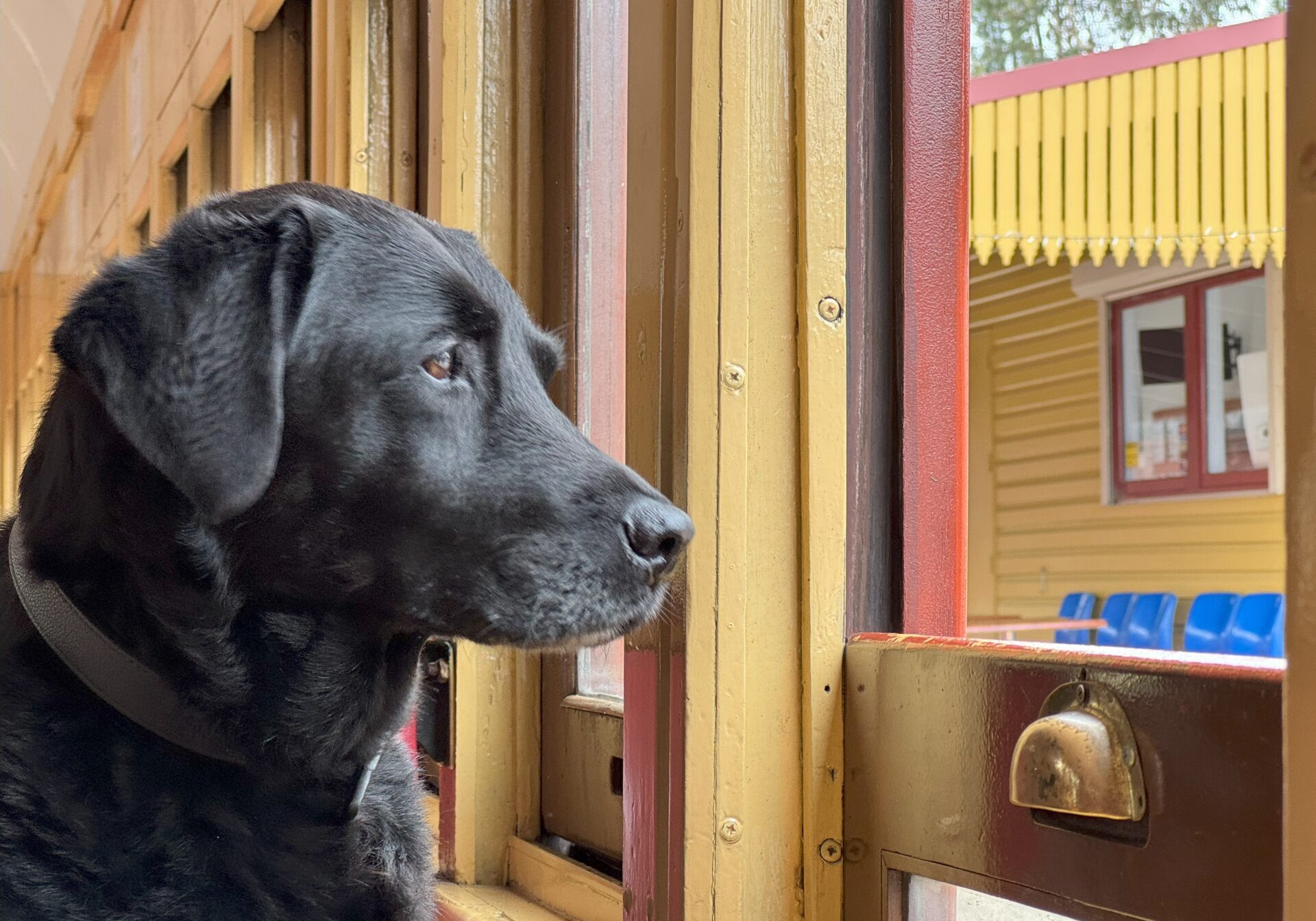 Close up of a black Labrador dog looks out train window to railway station